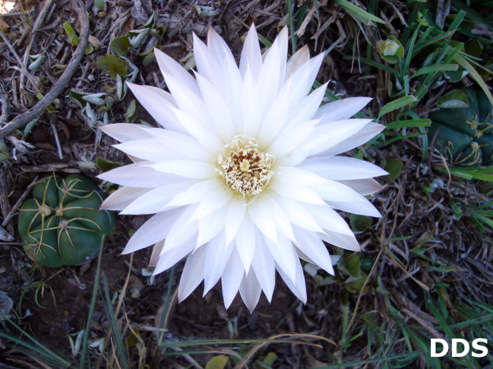 Gymnocalycium denudatum