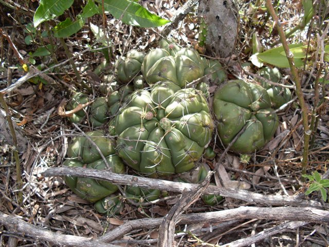 Gymnocalycium denudatum