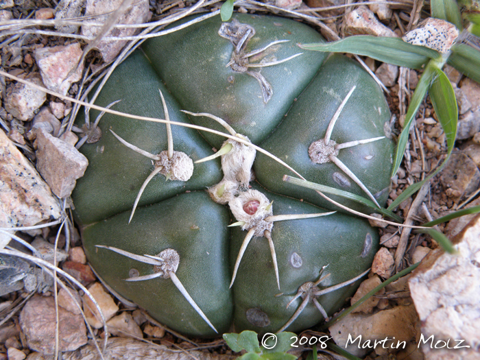 Gymnocalycium denudatum