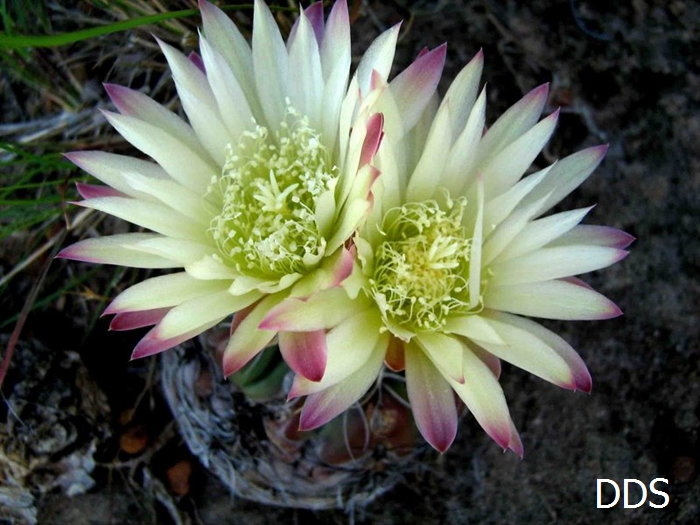 Gymnocalycium denudatum