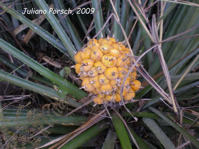 Bromelia balansae