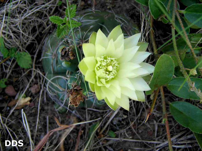 Gymnocalycium denudatum