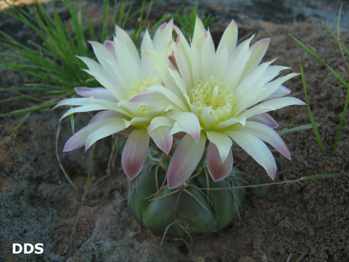 Gymnocalycium denudatum