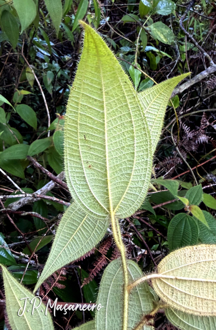 Clidemia hirta