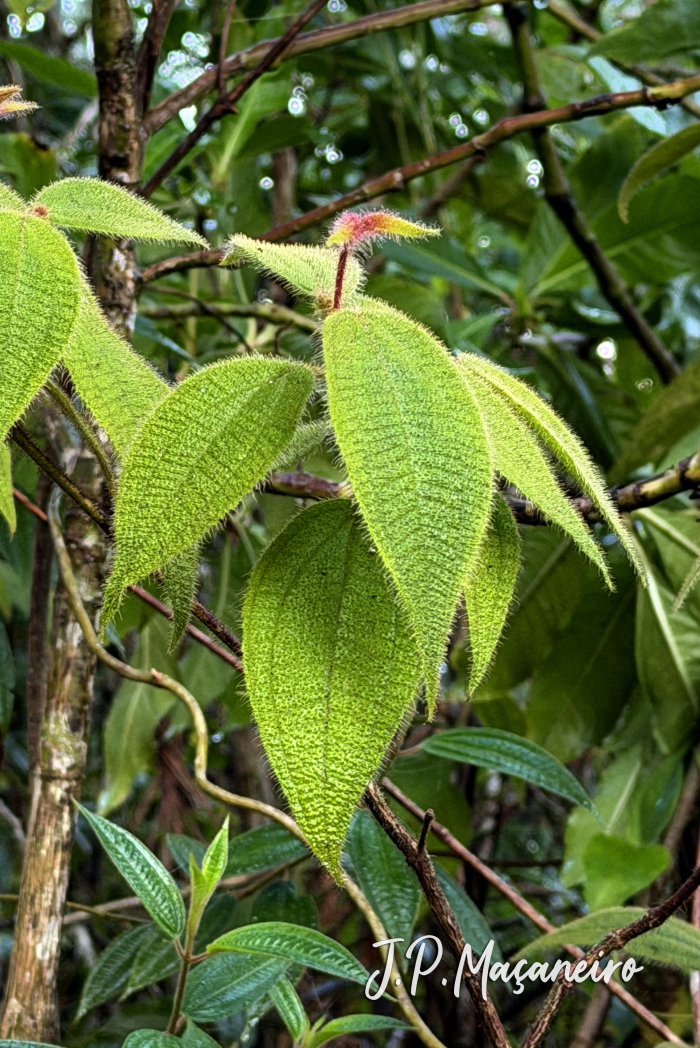 Clidemia hirta