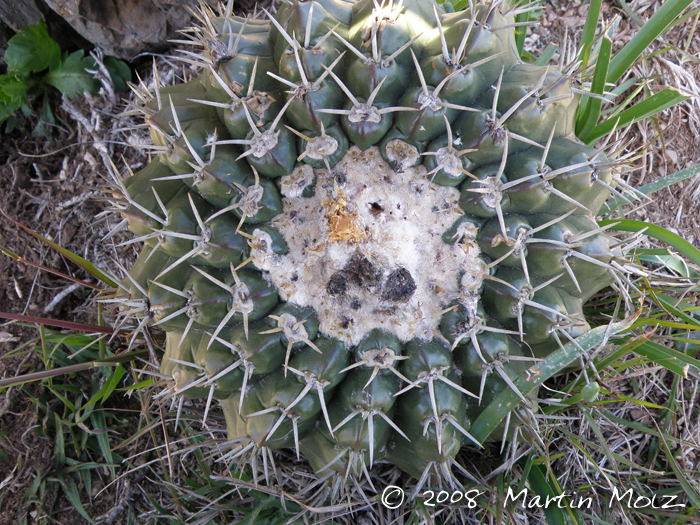 Parodia erinacea