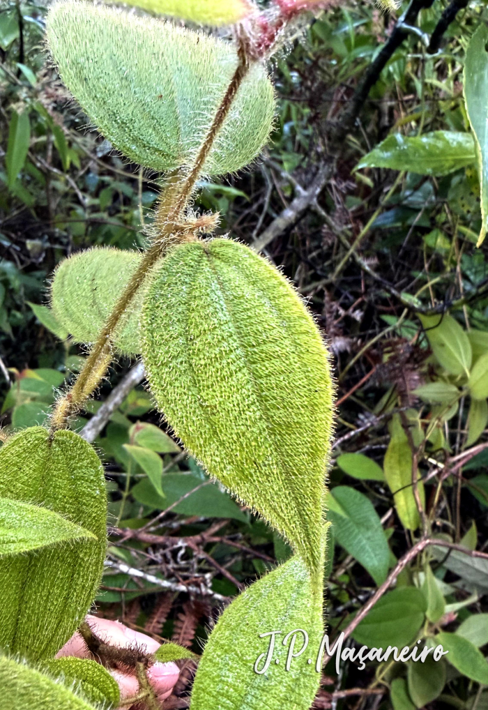 Clidemia hirta