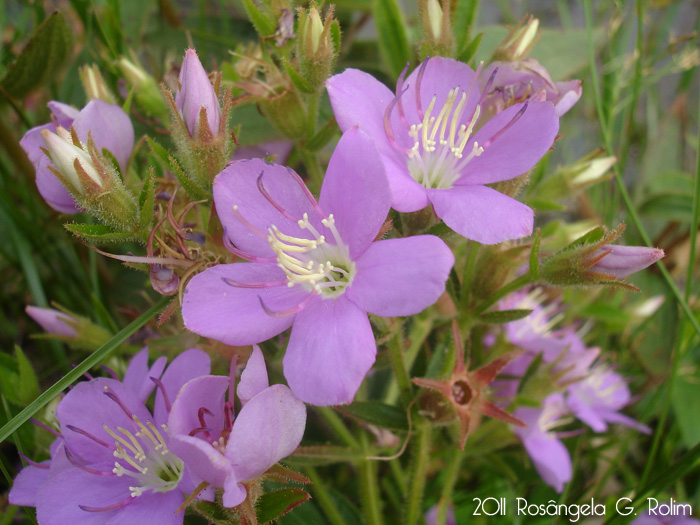 Acisanthera quadrata