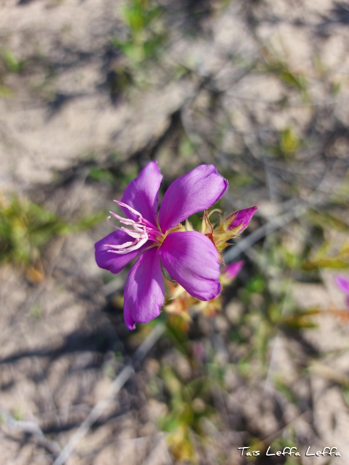 Tibouchina gracilis