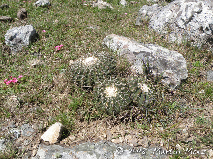 Parodia erinacea