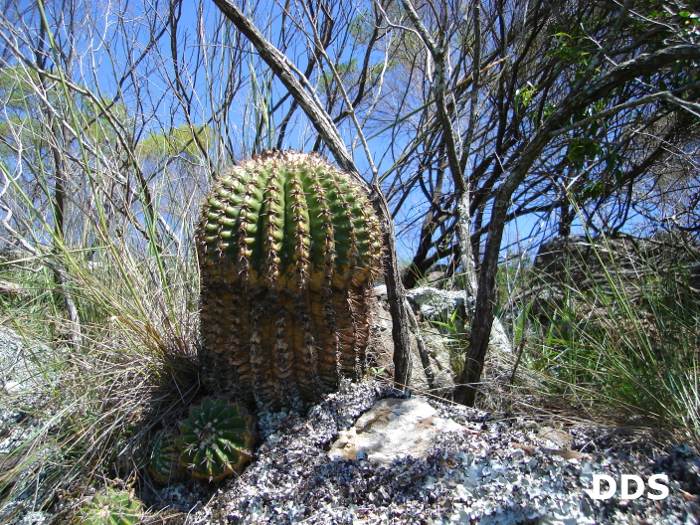 Parodia erinacea