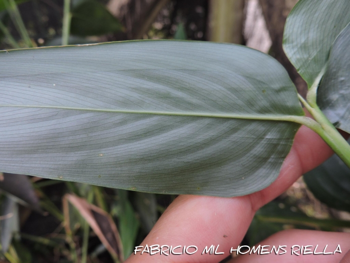 Maranta divaricata