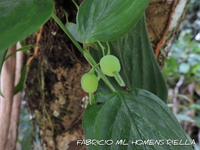 Maranta divaricata