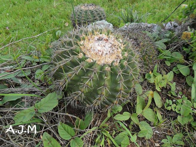 Parodia erinacea