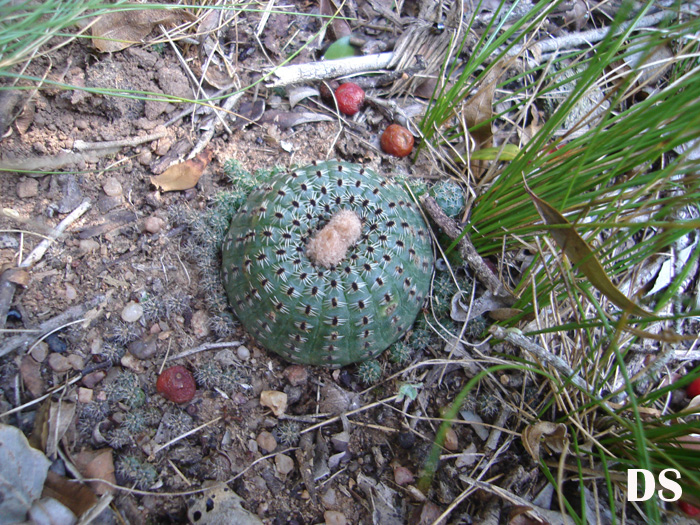 Frailea phaeodisca