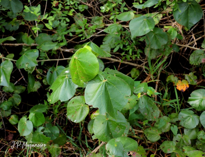 Talipariti pernambucense