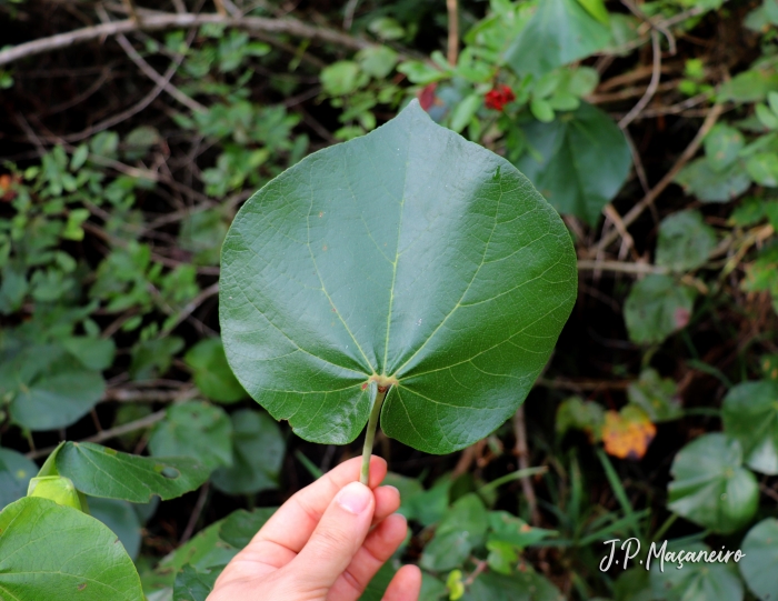 Talipariti pernambucense