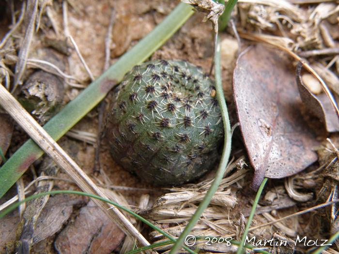 Frailea phaeodisca