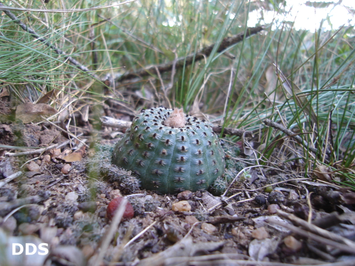 Frailea phaeodisca