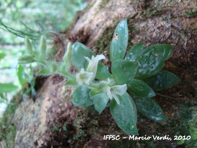 Lankesterella ceracifolia