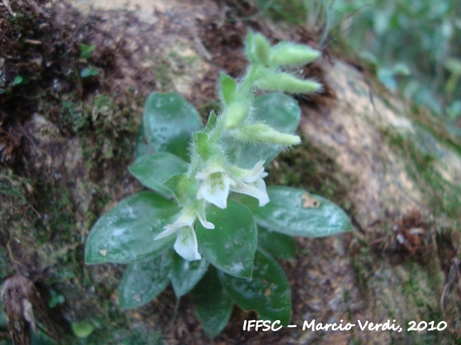 Lankesterella ceracifolia