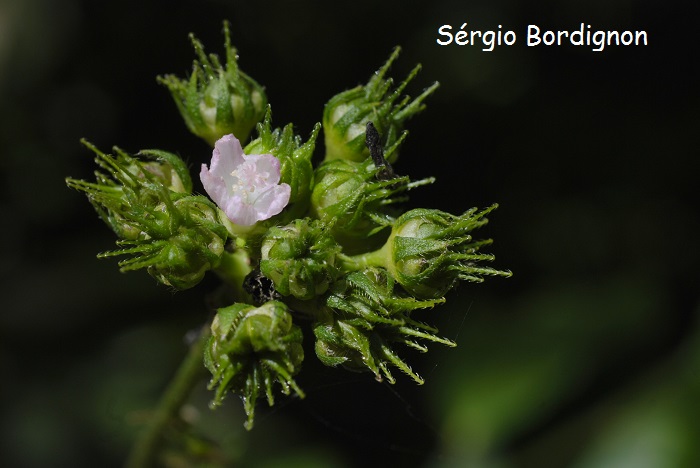 Pavonia nemoralis