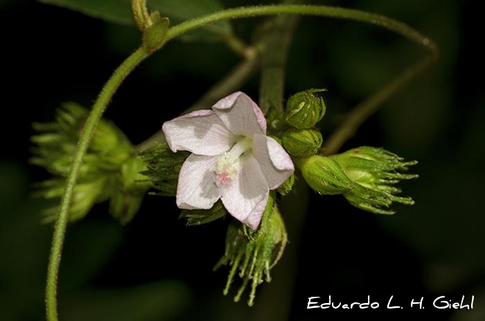 Pavonia nemoralis