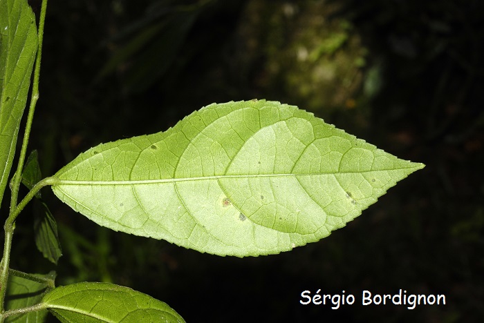 Pavonia nemoralis