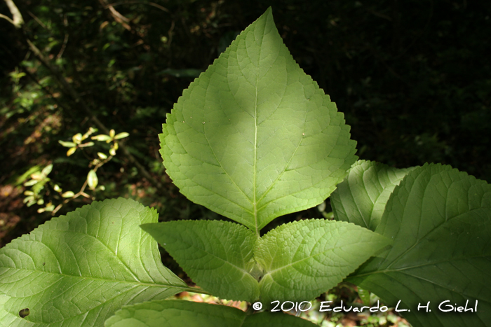 Kaunia rufescens