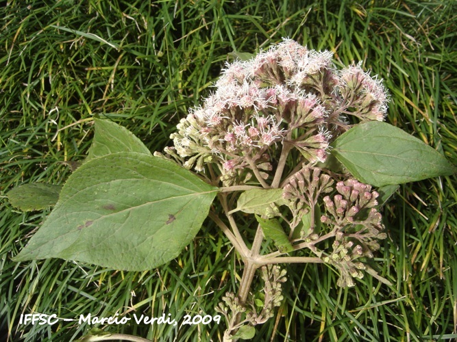 Kaunia rufescens