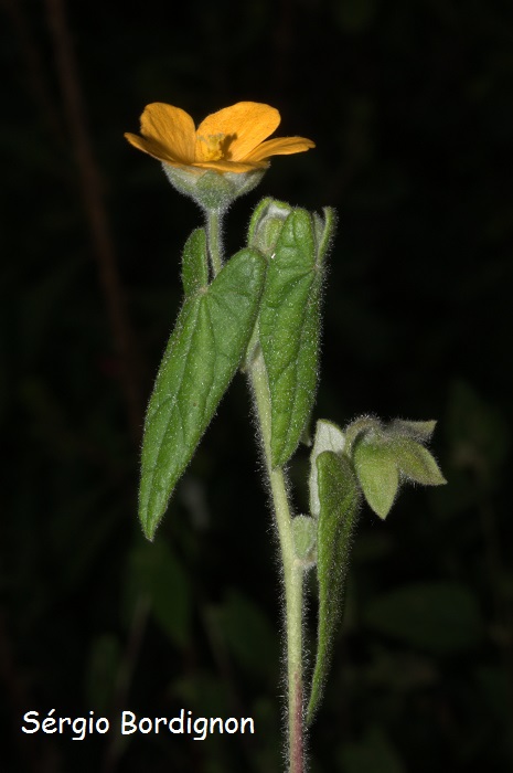 Pavonia lanata