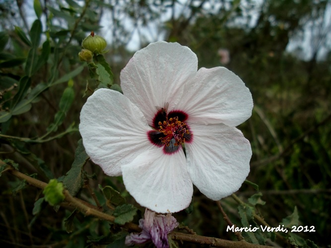 Pavonia guerkeana