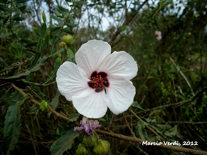 Pavonia guerkeana