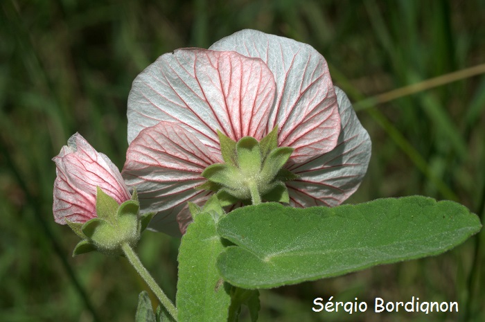 Pavonia distinguenda