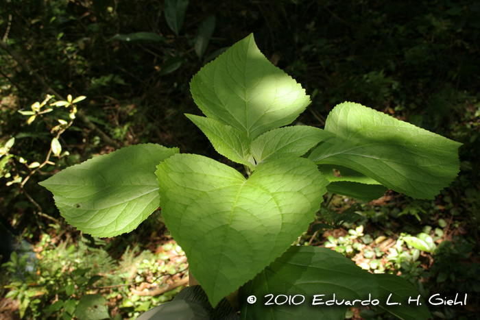 Kaunia rufescens