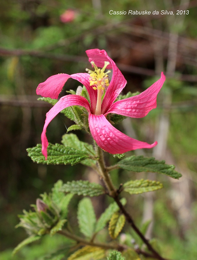 Pavonia angustipetala