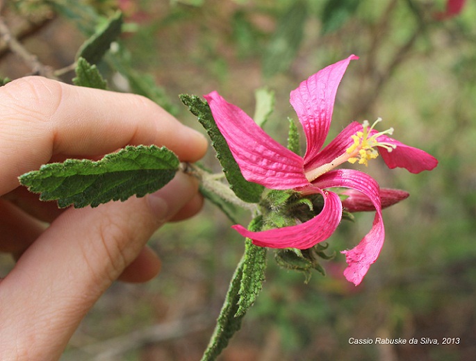 Pavonia angustipetala