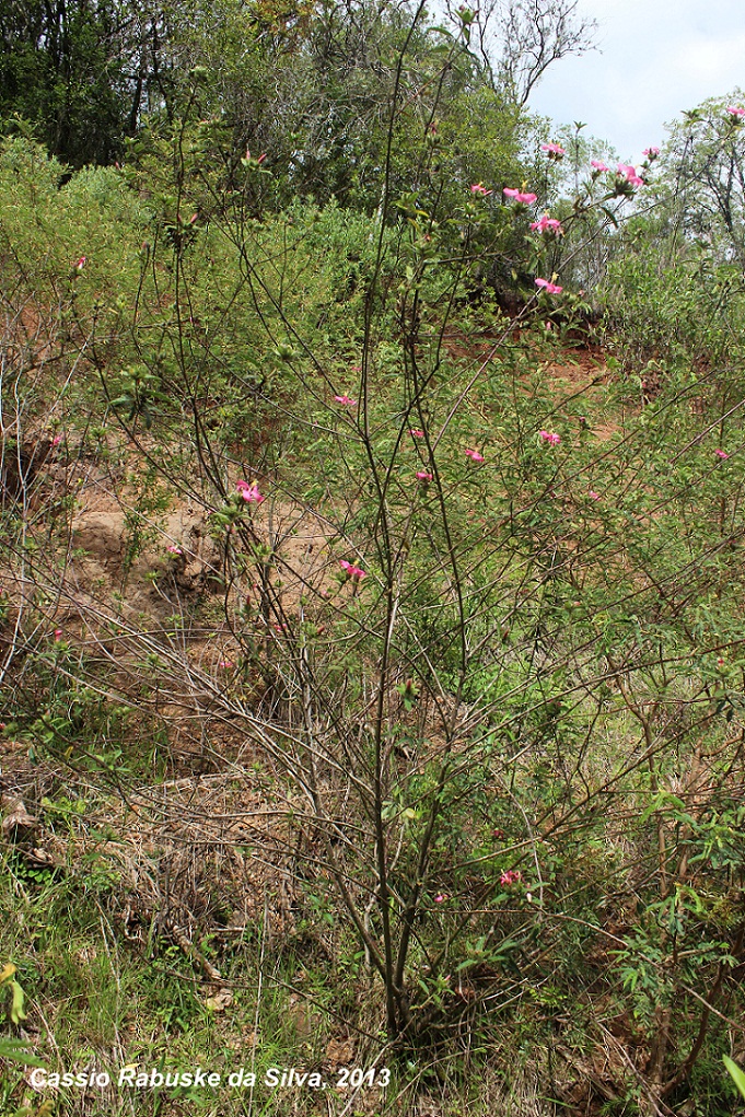 Pavonia angustipetala