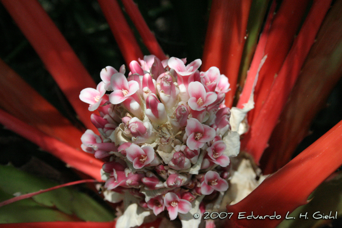 Bromelia balansae