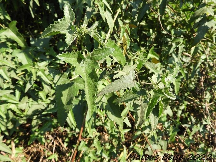 Monteiroa glomerata