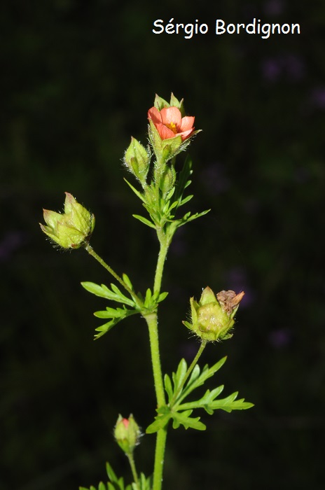 Modiola caroliniana