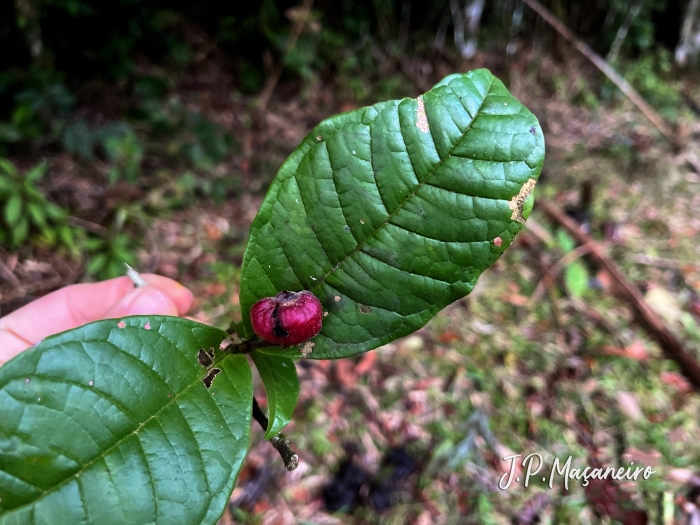 Myrcia anacardiifolia