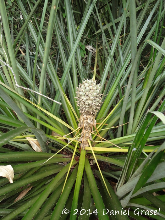 Bromelia balansae