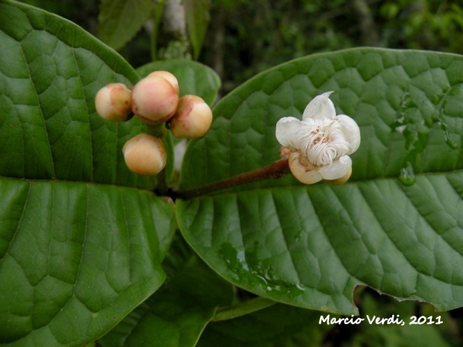 Myrcia anacardiifolia