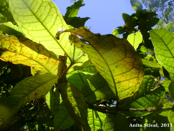 Myrcia anacardiifolia