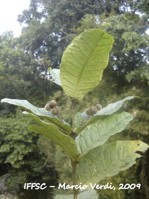 Myrcia anacardiifolia