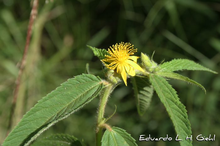 Corchorus argutus