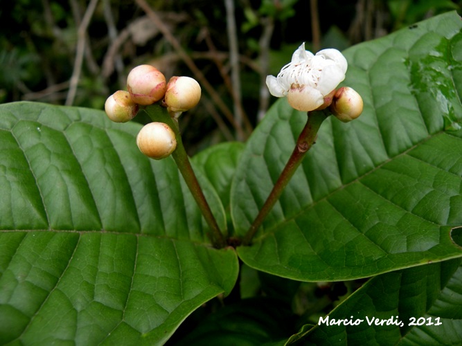 Myrcia anacardiifolia