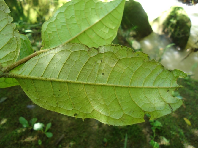 Myrcia anacardiifolia