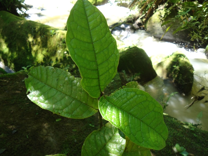 Myrcia anacardiifolia